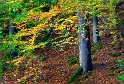 arbre 07_10_11n01